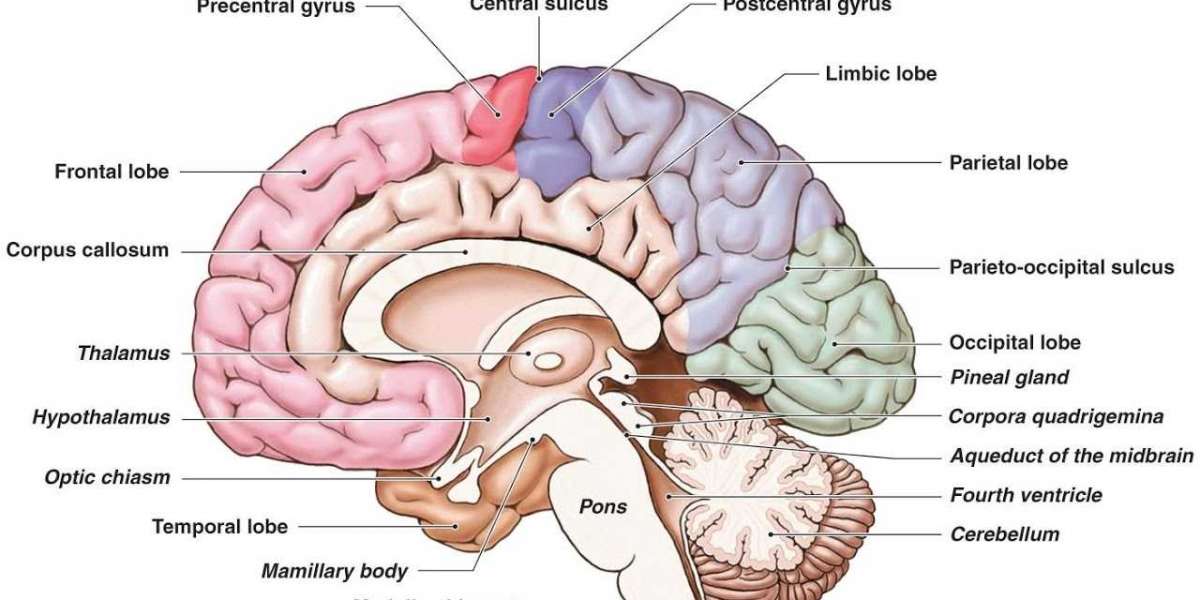 Selzia Brain