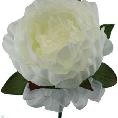 Beautiful Peony Corsage Buy Online | The Brides Bouquet Profile Picture