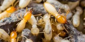 Termite Treatment Eltham, Control & Inspection - Pest Control Eltham