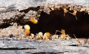 Termite Treatment Greensborough, Control & Inspection - Pest Control Greensborough