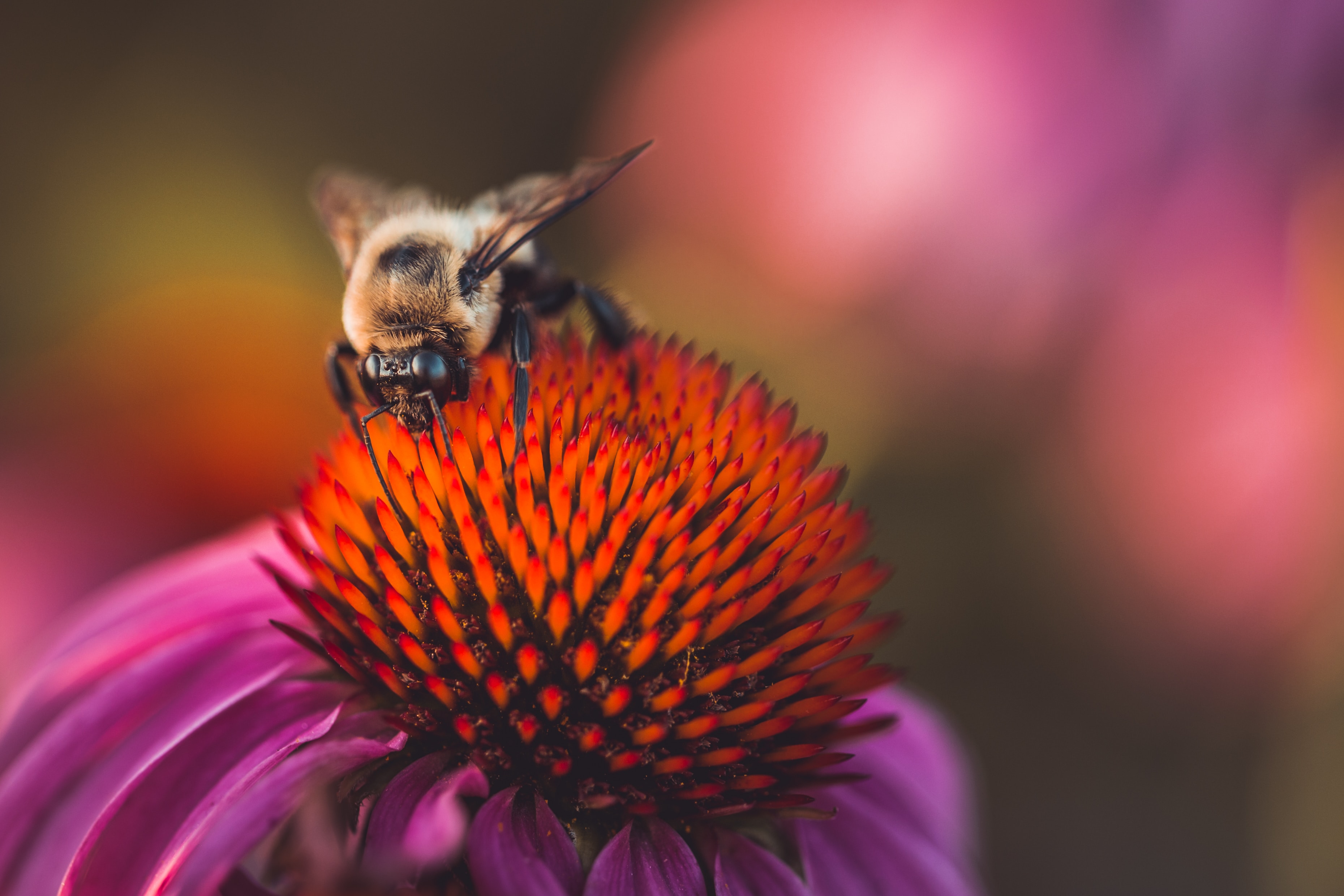 How does bee removal work? - Bees Removal Melbourne