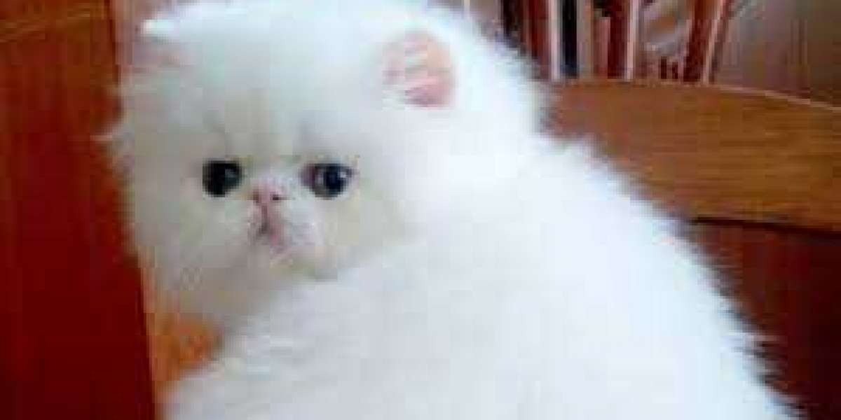 Why You Need To Be Serious About Persian Kittens For Sale?