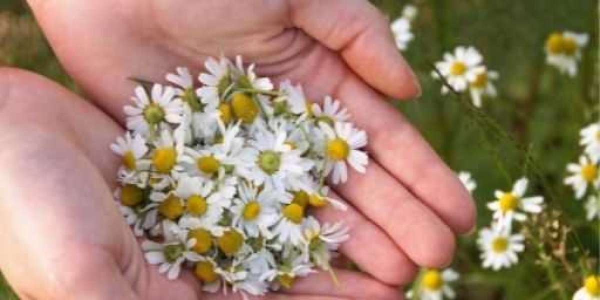 Chamomile Body Butter Benefits