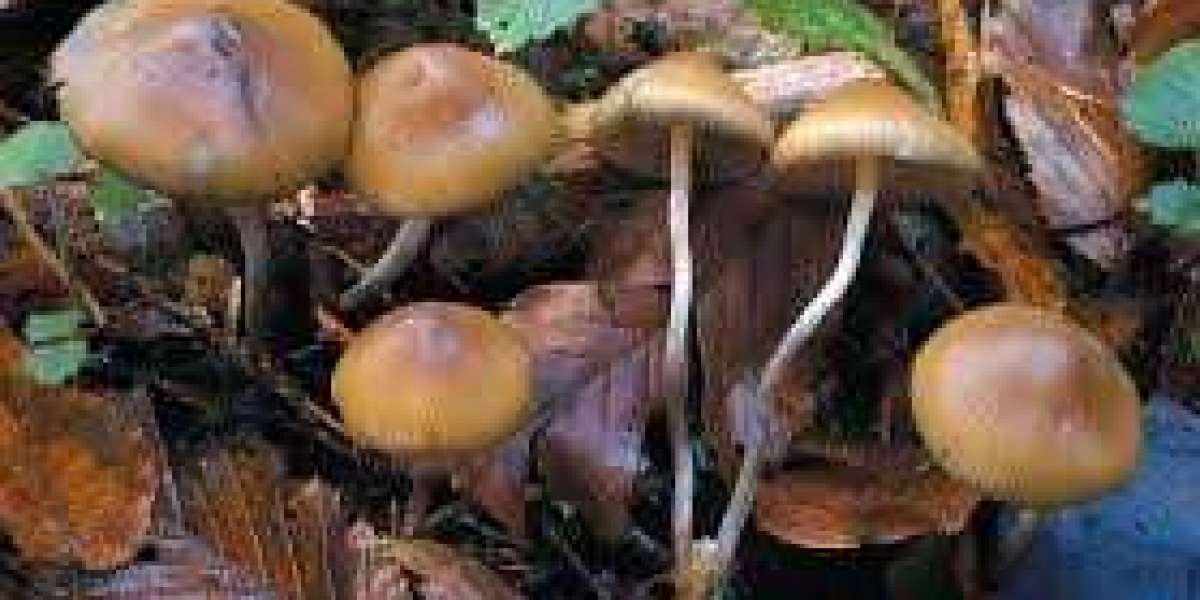 Effects Of Dried Magic Mushrooms