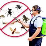 Ezy Clean Pest Control Sydney