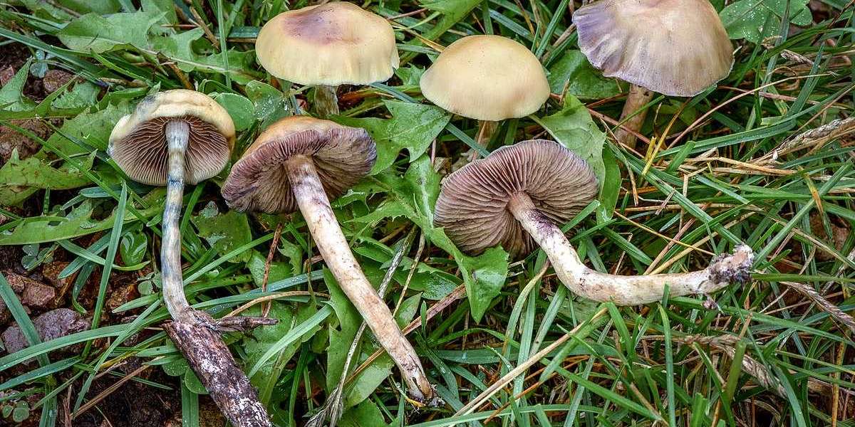 Buy Psilocybe Azurescens Spores