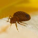 Panther Bed Bugs Control Brisbane