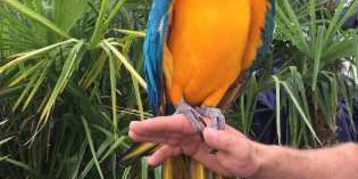 African Grey Parrot For Sale in Tennessee