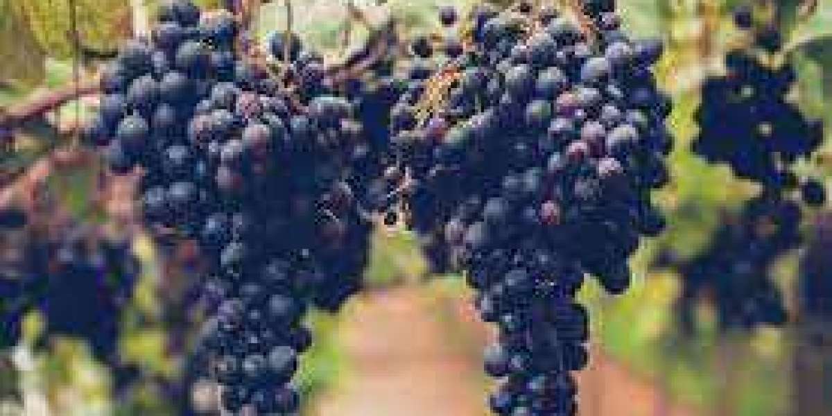 Grapes Have a Vielle of Health Benefits