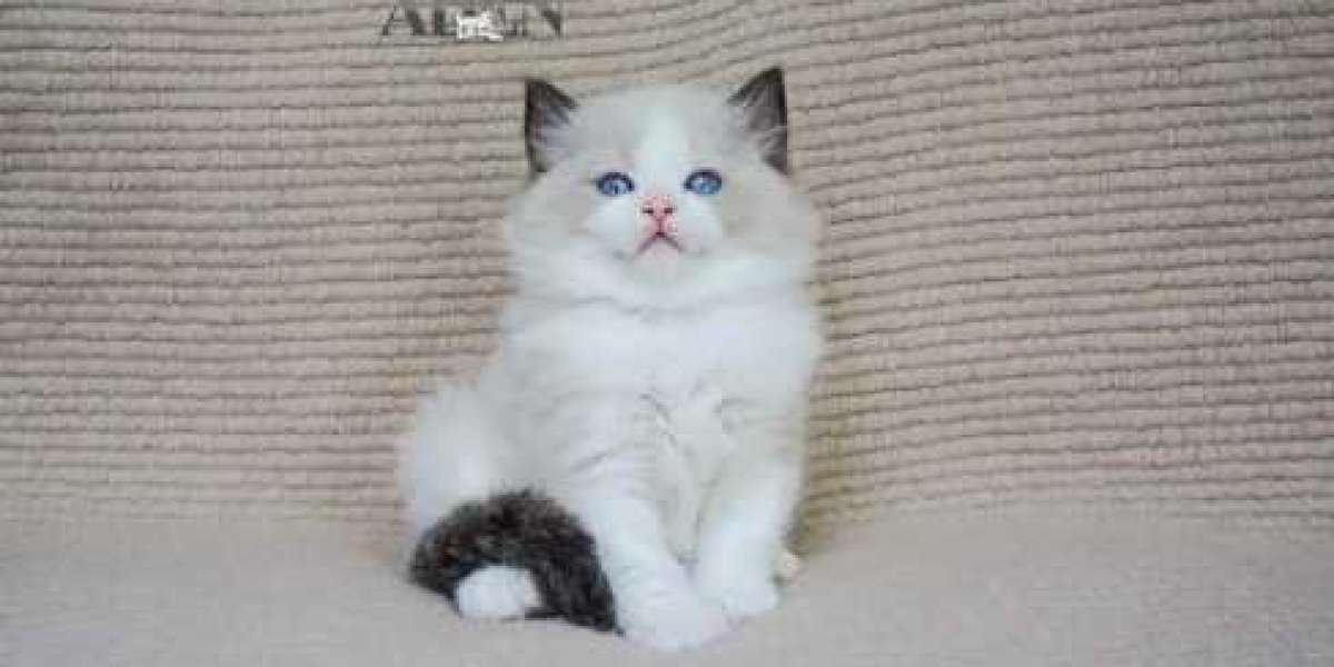 Ragdoll Breeders in Ontario