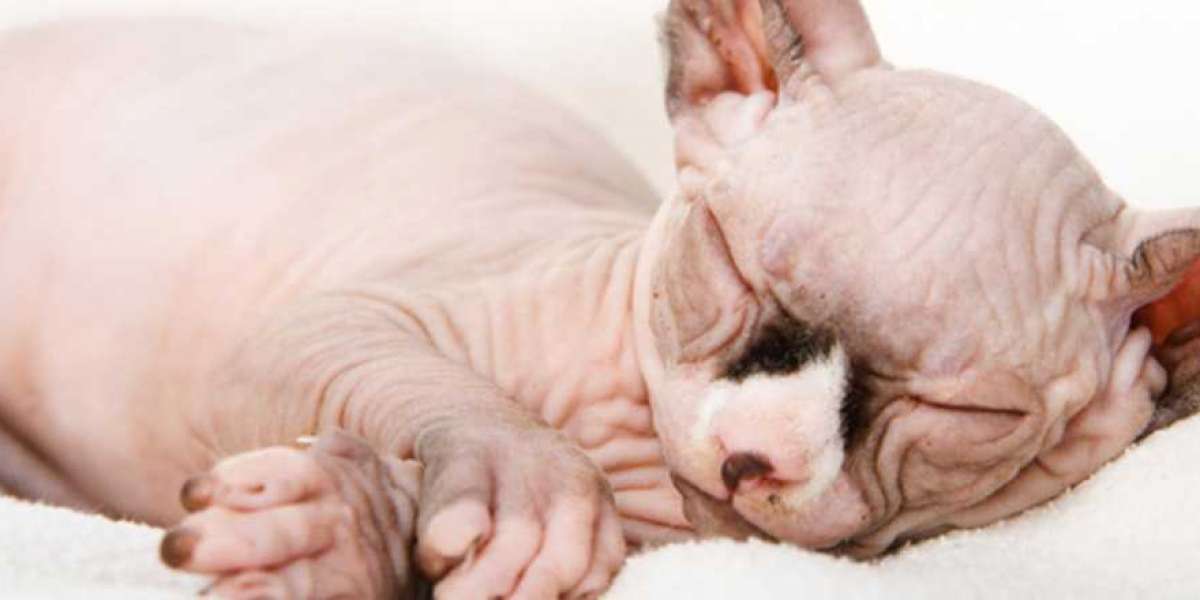 Hairless Cats: Breeds, Info and facts
