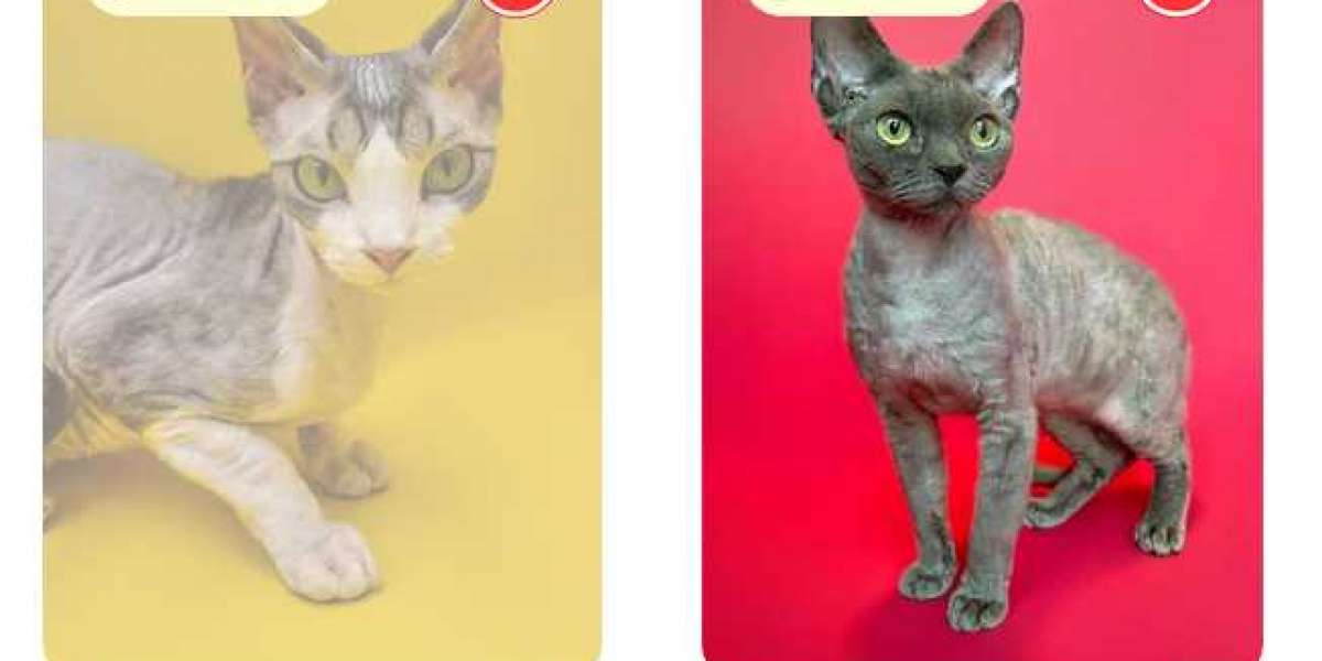 Devon rex cat for sale