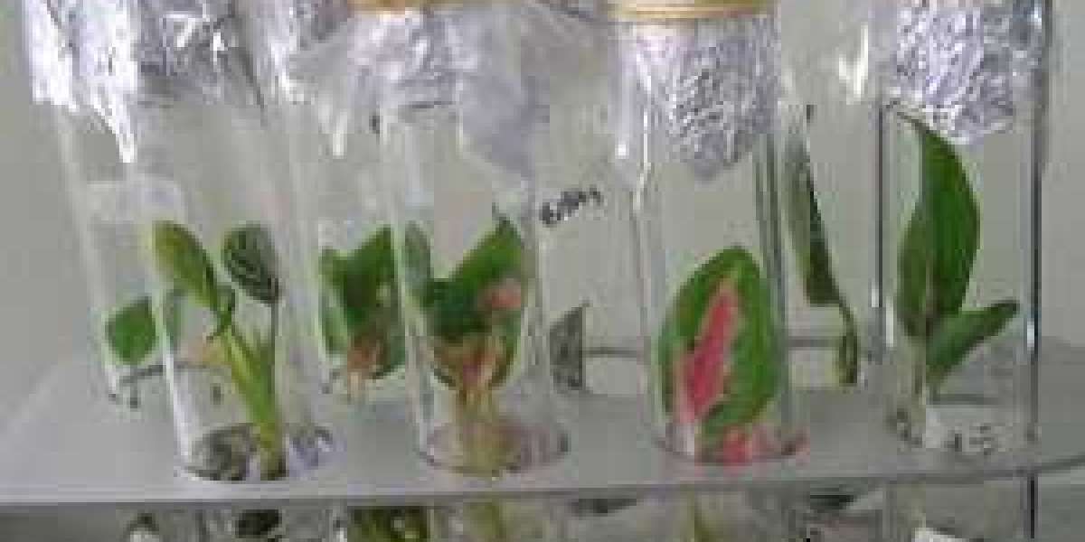 Plant Tissue Culture Techniques