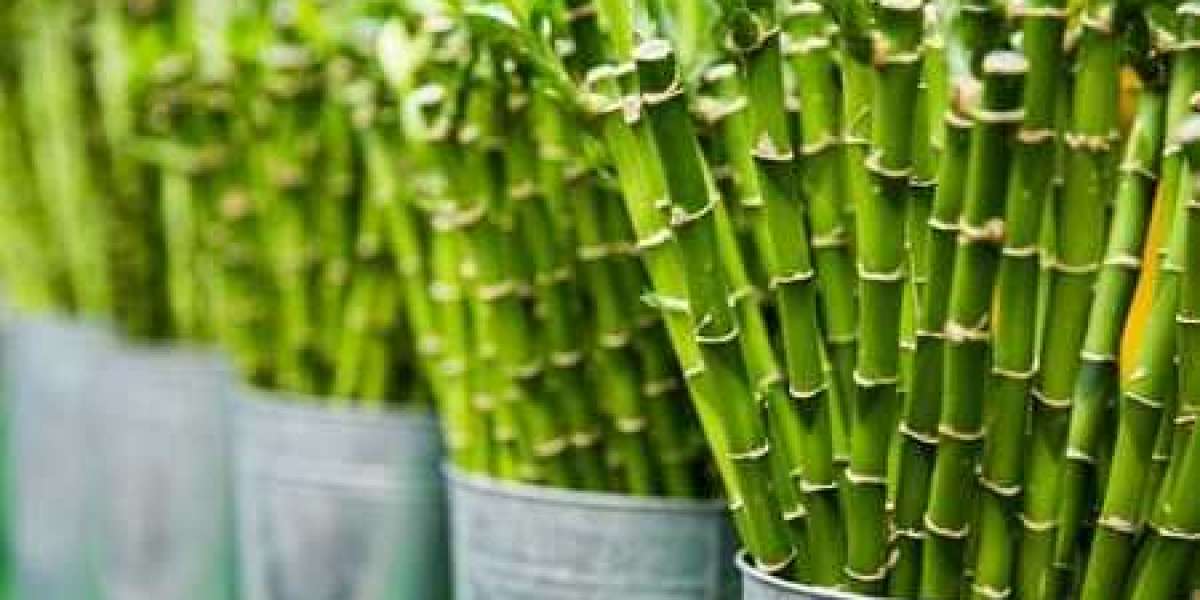 Essential bamboo products available in market