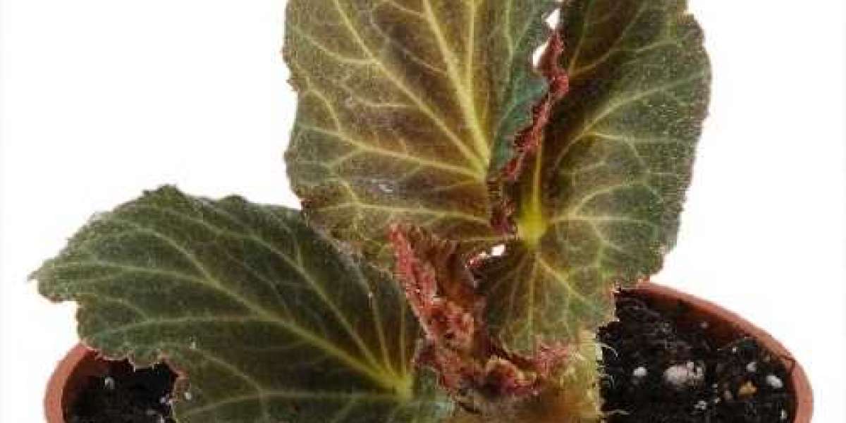 Begonia Plants