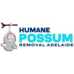 Humane Possum Removal Adelaide