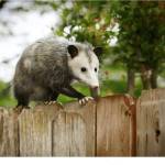 Morris Possum Removal Adelaide