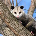 Morris Possum Removal Hobart