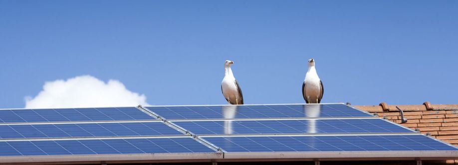 Best Bird Proofing Brisbane