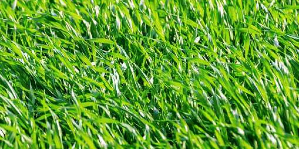 Wheatgrass Products Market Outlook Will Witness Substantial Growth in the Upcoming years by 2030