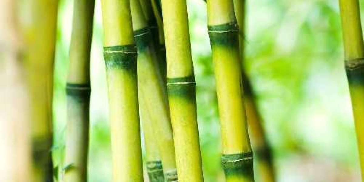 Preventing Splitting in Bamboo: Effective Techniques to Keep Your Bamboo Intact