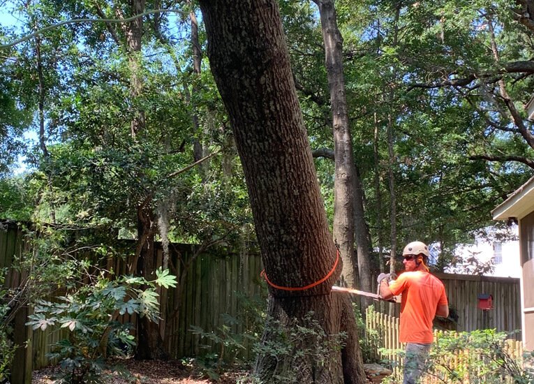 Top Rated Tree Company in Mt. Pleasant SC | Absolute Trees