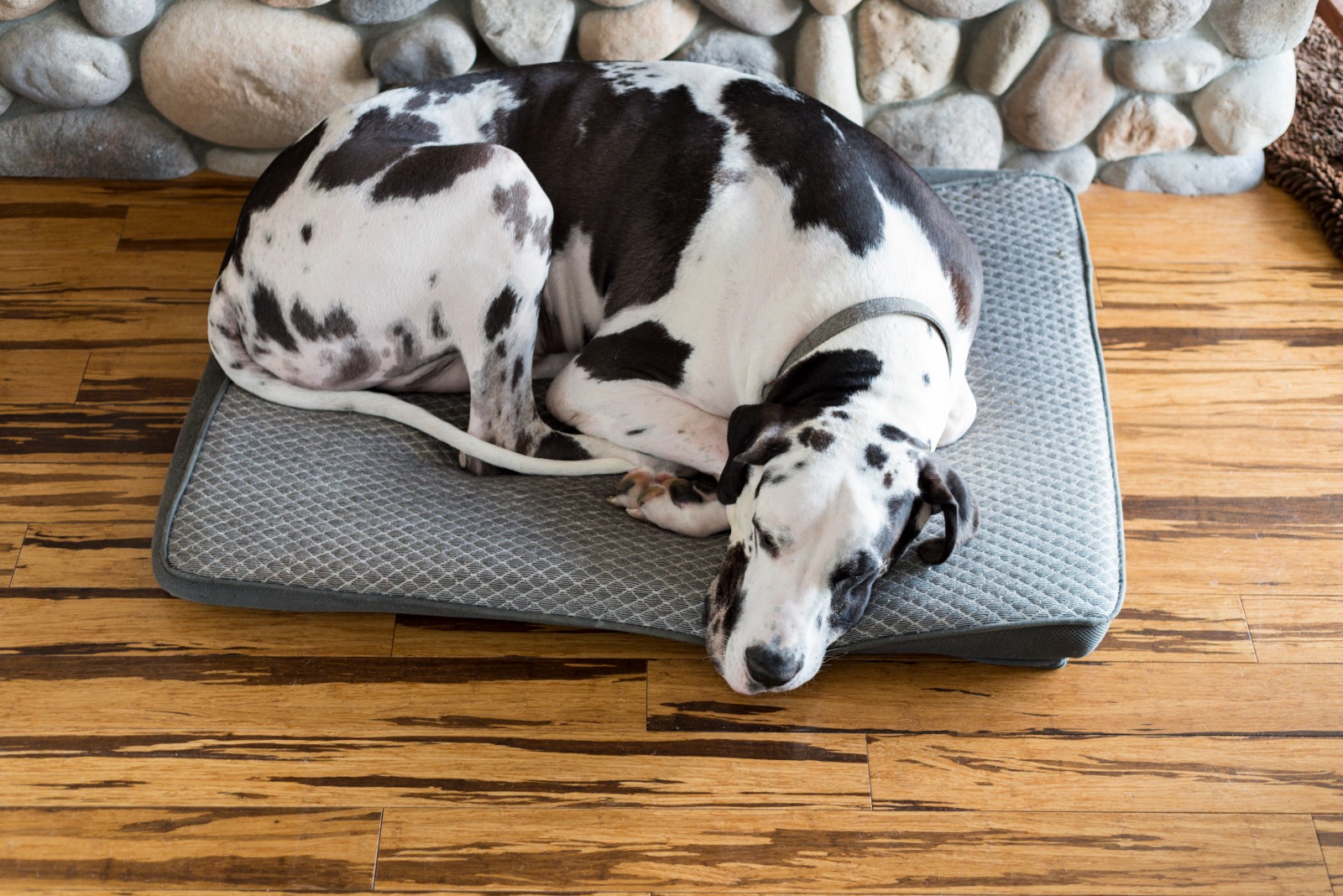 Pros and Cons of a Pet Bed - My Pet World App