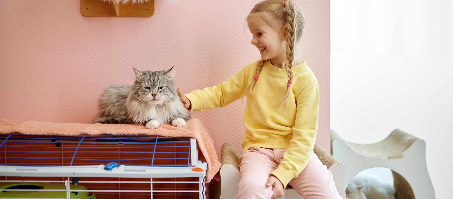 Take Care of Cats at Home in 7 Easy Steps - My Pet World App