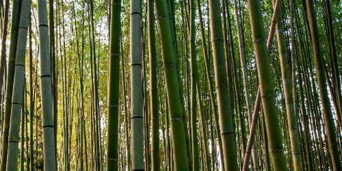Bamboo: A Versatile Material That Can Hold Significant Weight