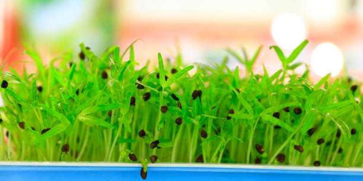 Feed Phytobiotics Market Outlook, Size, Revenue Analysis, PEST, Region & Country Forecast Report by Market Research 