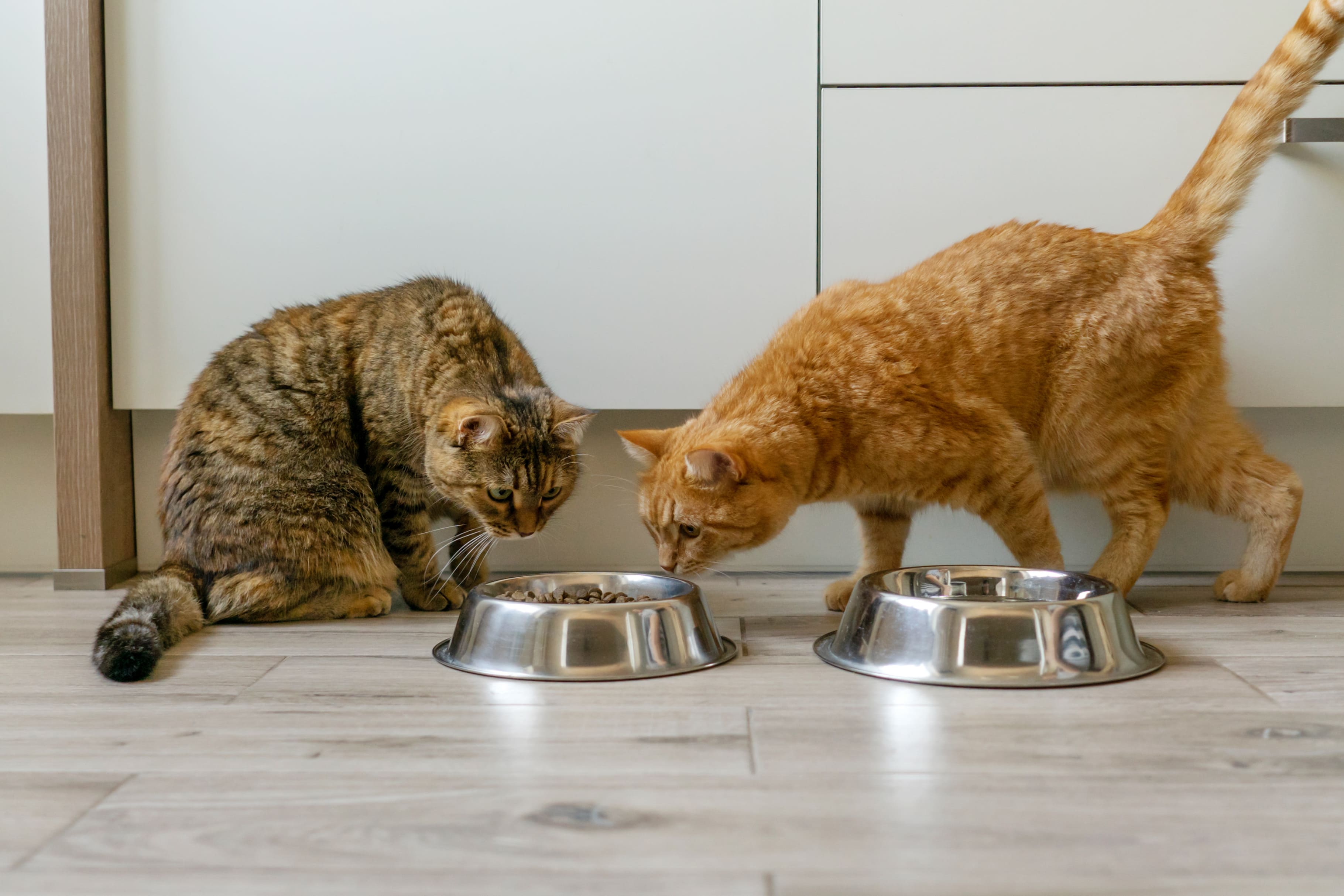 Sensitivity Control Royal Canin Food for Cats - My Pet World App