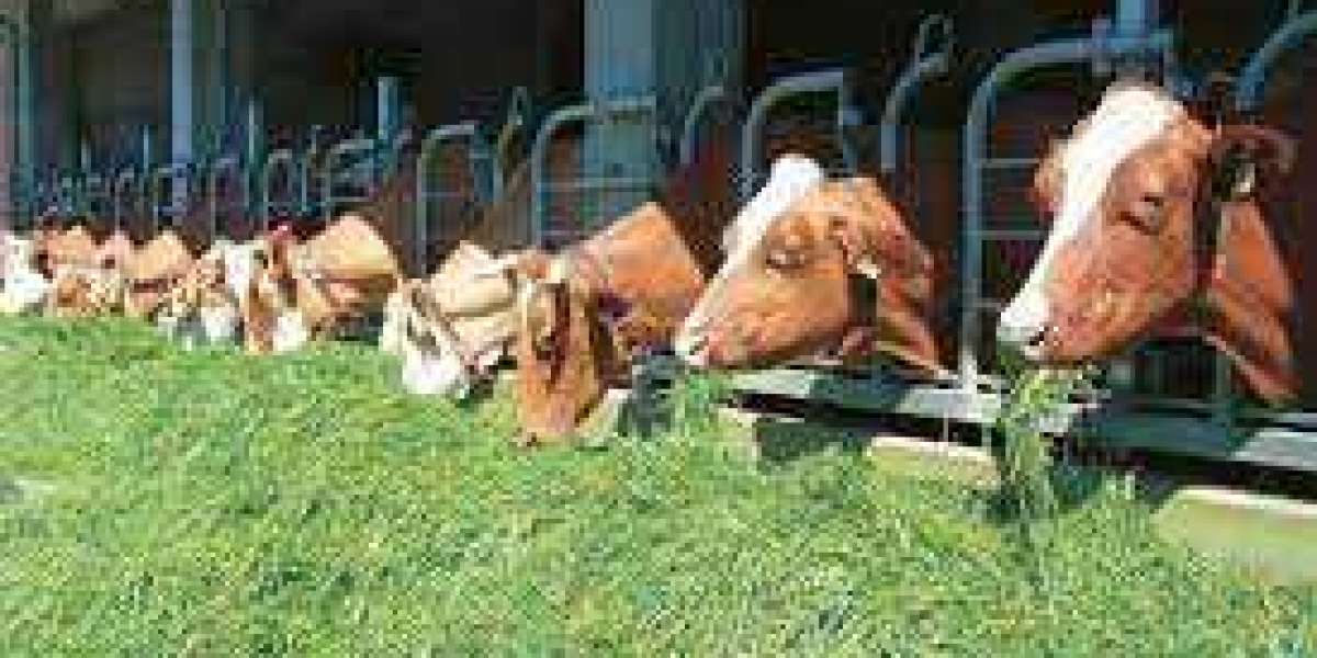 Organic Ruminant Feed Market Is Forecasted Grow at a CAGR of 7.40% in the Period of 2022 to 2029