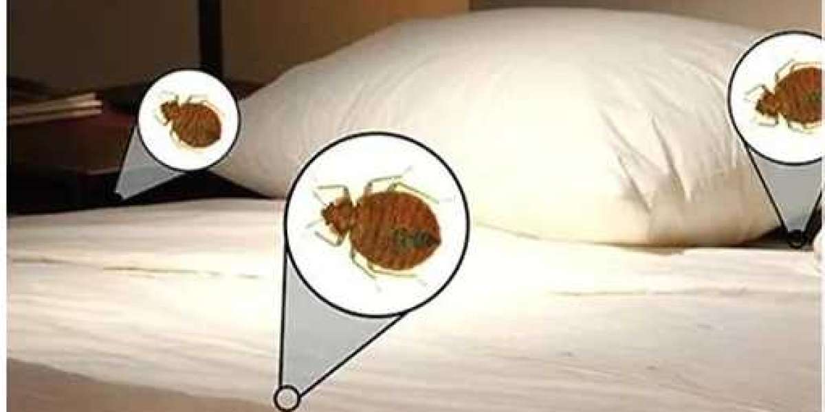 How do bed bugs behave?