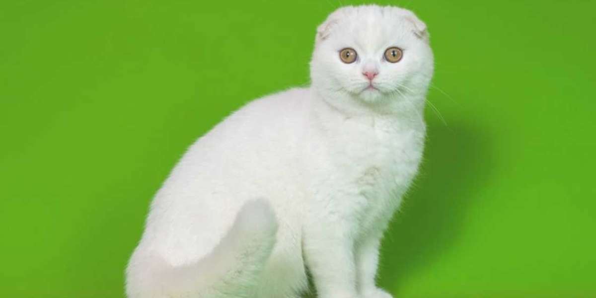 Scottish Fold Kittens: All You Need to Know Before Adopting One
