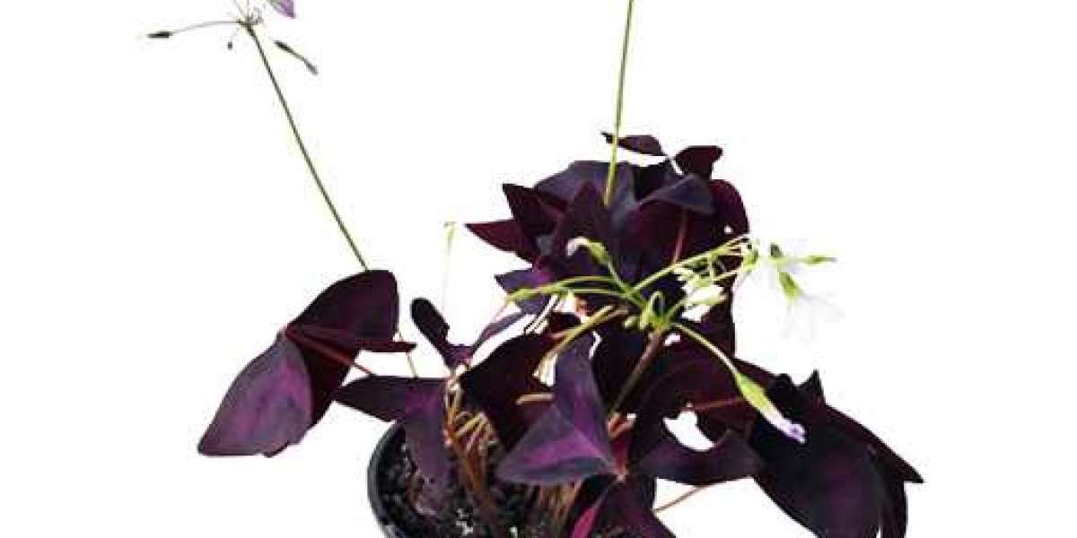 Indoor Flowering Plants: Bring the Beauty of Nature Indoors
