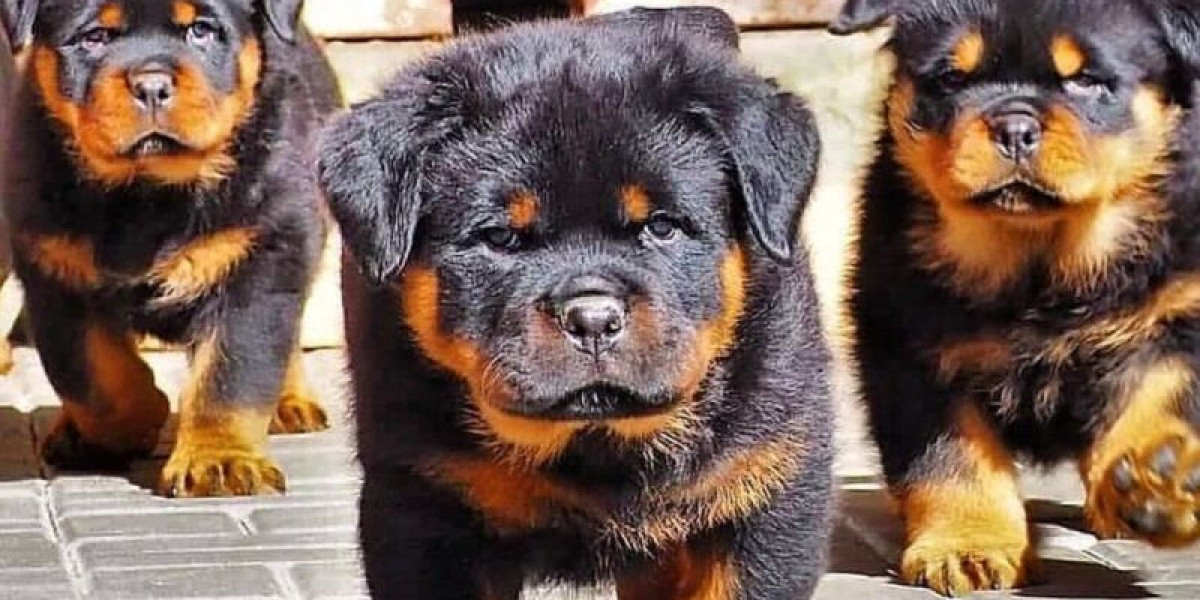 Rottweiler Dogs For Your Family