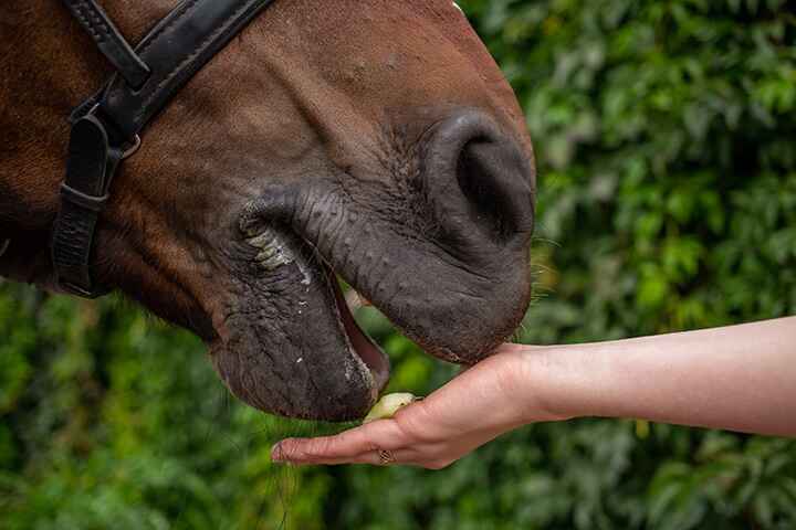 Horse Care Tips, Feed Insights & Quality Products - Bella's Diet