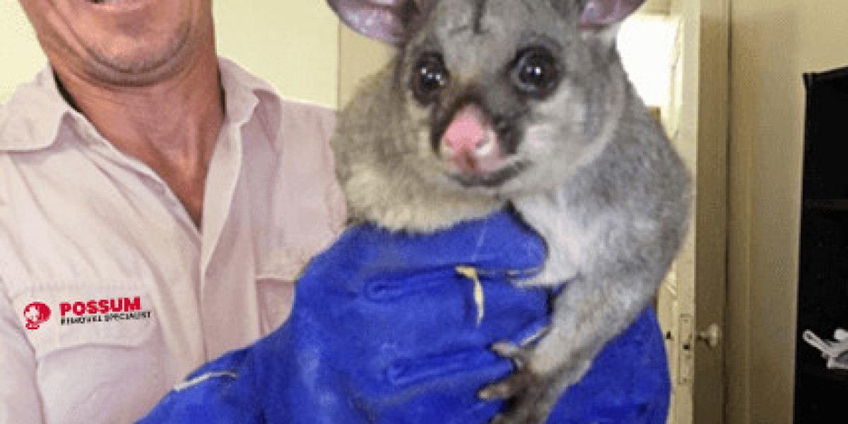 Why Hiring Experts for Possum Removal is Essential in Melbourne