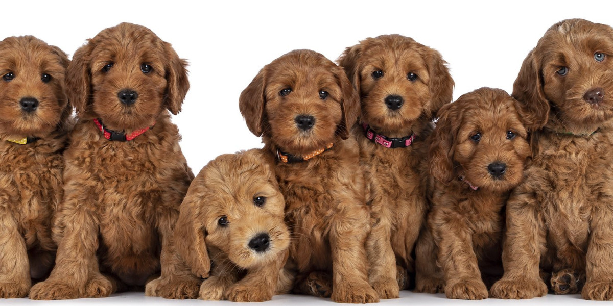 The Top Clippers for Goldendoodle Puppies A Guide to Grooming Success