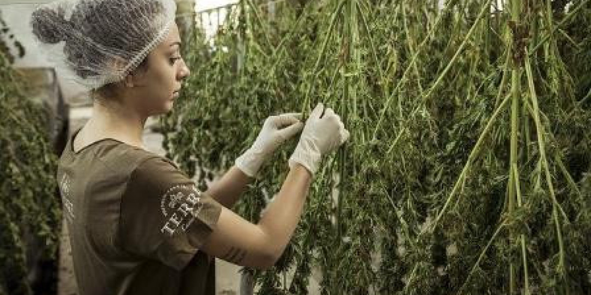 Investieren in Cannabis: Eine Übersicht der besten Cannabis-Aktien und des Cannabis ETFs