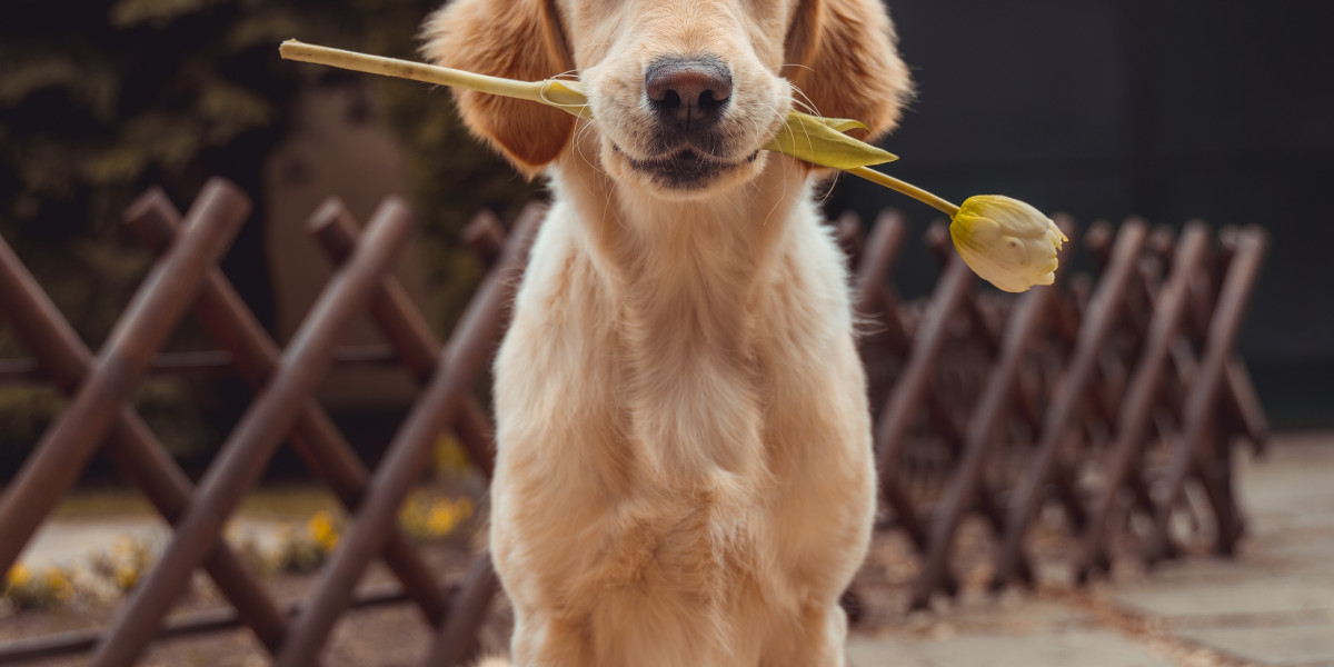 Can Dogs Eat Ketchup? Exploring the Safety and Health Implications