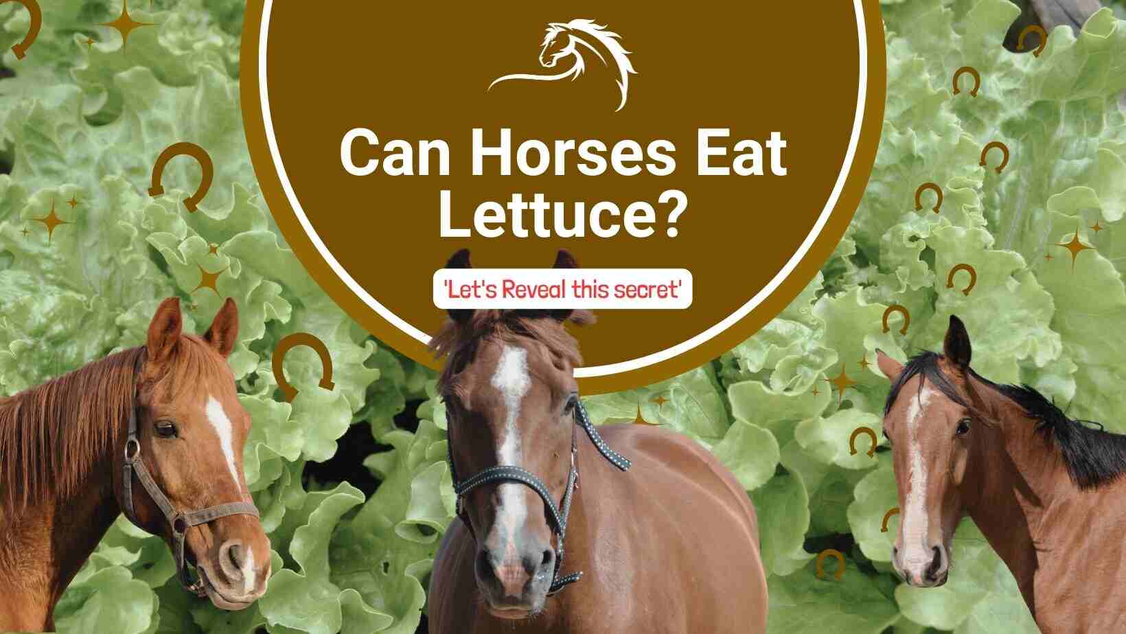 Can Horses Eat Lettuce? - Bella's Diet