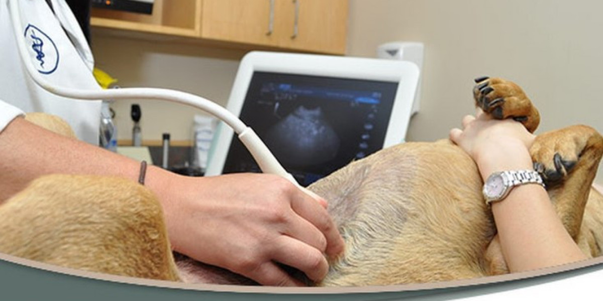 Veterinary Imaging Market Report Outlook, Size, Forecast to 2027