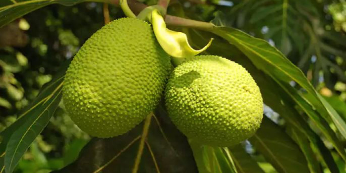 Heard of breadfruit? Read more to know it’s benefits