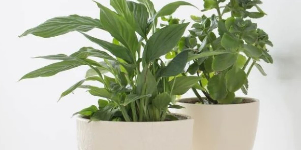 A Guide to Atri Ceramic Orchid Pots