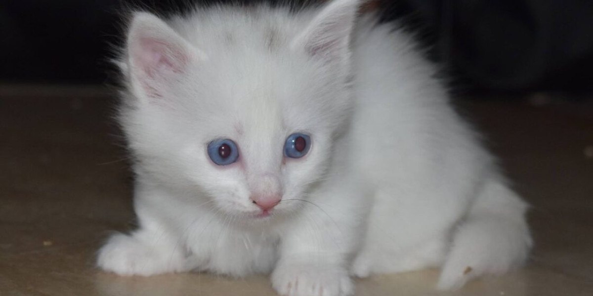 Munchkin Cats - What You Should Know