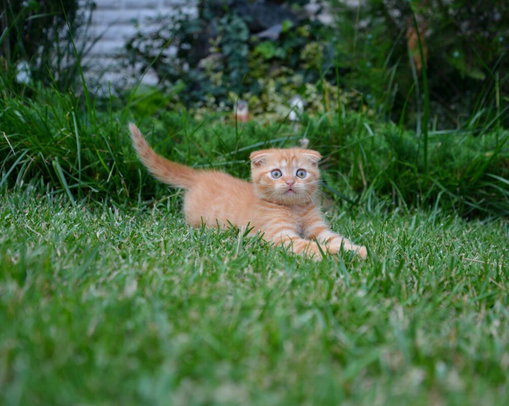 Scottish Fold Kittens For Sale In South Africa | If you are … | Flickr