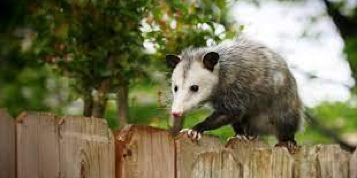 Possum Wars: How to Deal with Uninvited Guests in Your Home
