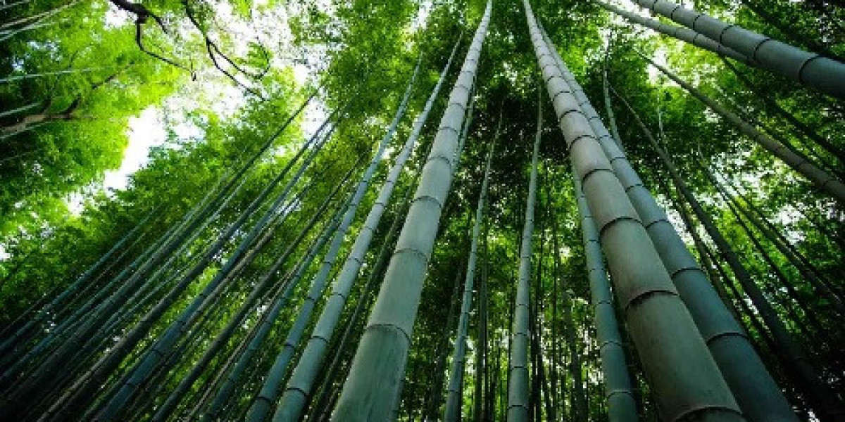 Speedy Shoots: Unveiling the World's Fastest-Growing Bamboo