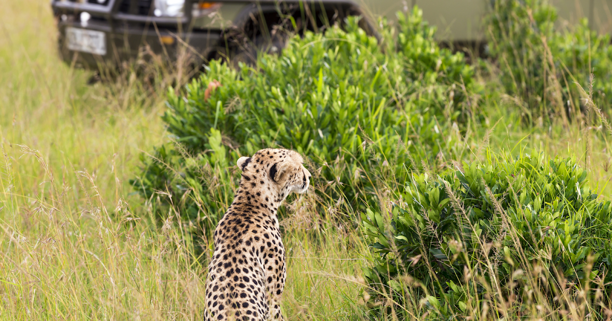 Safari in Different Seasons: Unique Experiences in Wet and Dry Months